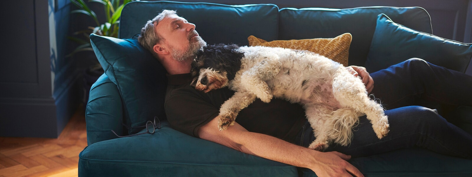 Can A Dog Die From Sleep Apnea