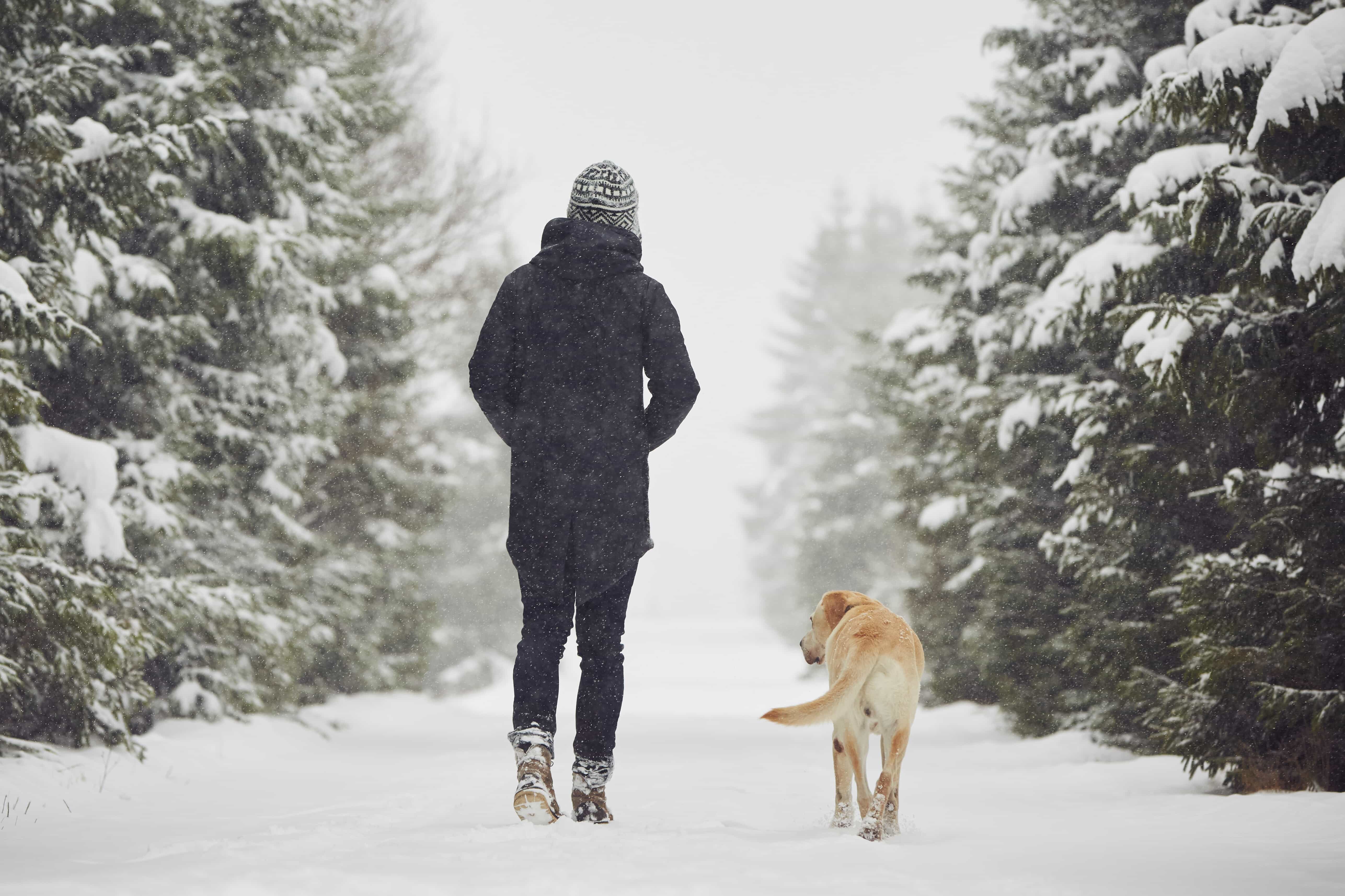 Walking in a wintery landscape with a dog