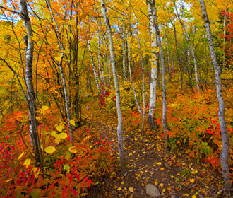 Forrest Trees During Fall