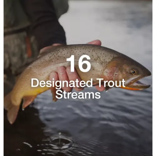 Man holding trout with text overlay that says "16 designated trout streams."
